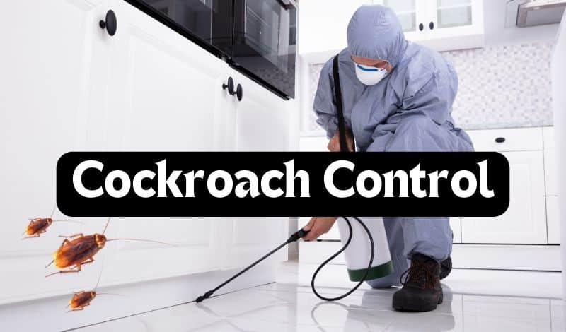 How to Choose the Best Pest Control Service for Your Needs