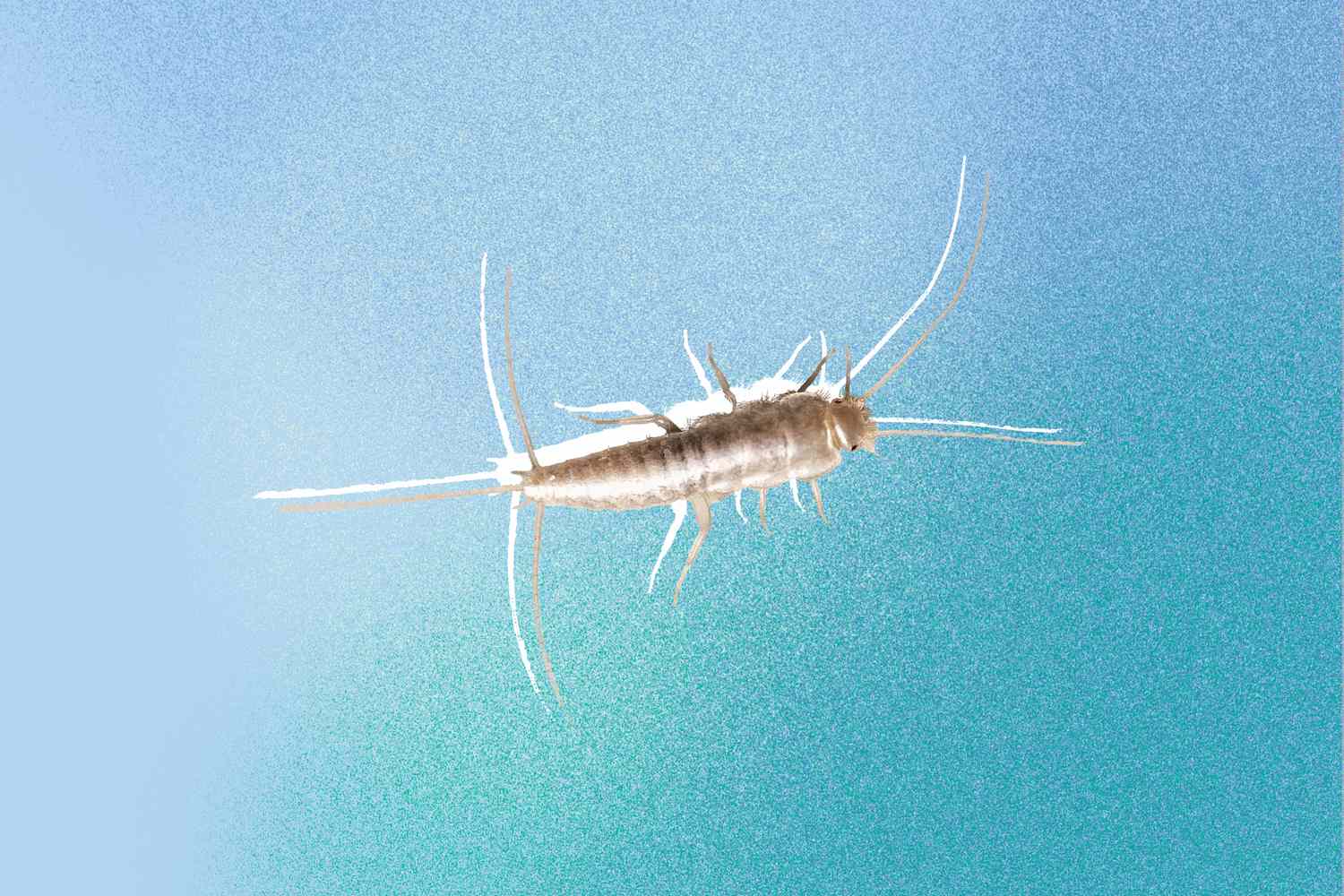 How to Identify and Get Rid of Silverfish Infestations