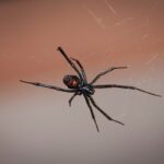 Protect Your Home: Tips for Getting Rid of Black Widow Spiders