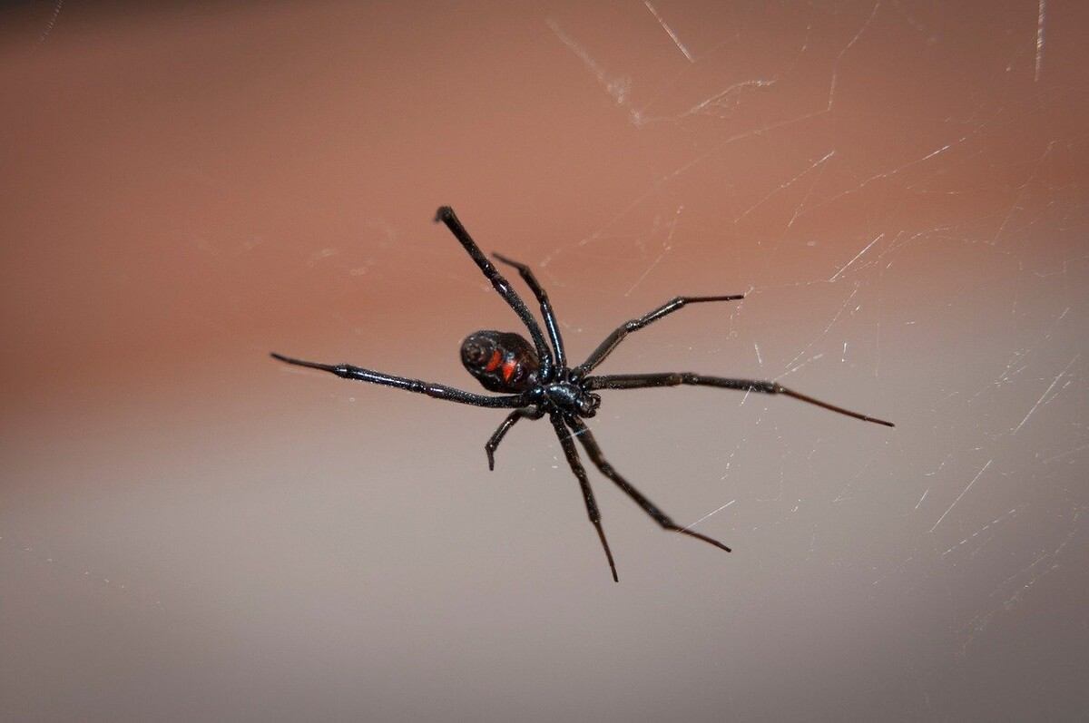 Protect Your Home: Tips for Getting Rid of Black Widow Spiders