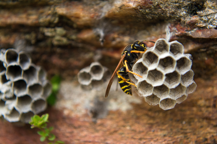 What Makes Professional Wasp Nest Removal the Best Choice?